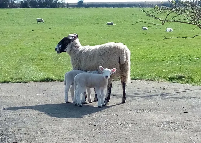 Hébergement de vacances The Masham