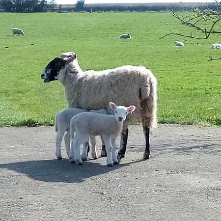 Casa de Férias The Masham